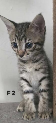 CHATONS FEMELLES SAVANNAH HIGHLANDER  514-501-9810 - Photo 4