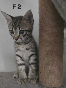 CHATONS FEMELLES SAVANNAH HIGHLANDER  514-501-9810 - Photo 5