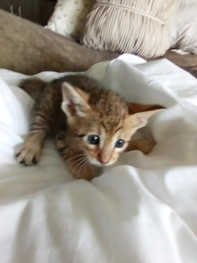 Wonderful Puppy Savannah Cat 750$