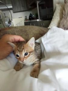 Wonderful Puppy Savannah Cat 750$ - Photo 2