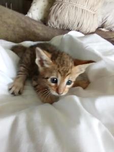 Wonderful Puppy Savannah Cat 750$ - Photo 4