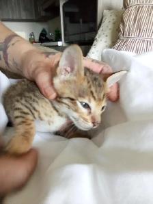 Wonderful Puppy Savannah Cat 750$ - Photo 5