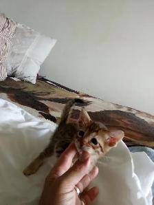 Wonderful Puppy Savannah Cat 750$ - Photo 7