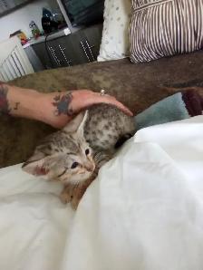 Wonderful Puppy Savannah Cat 750$ - Photo 8