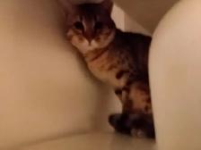 Wonderful Puppy Savannah Cat 750$ - Photo 9