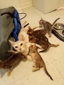 Wonderful Puppy Savannah Cat 750$ - Photo 10