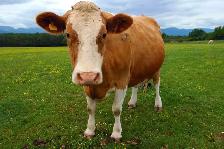 FREE COWS PIGS AND CHICKENS!