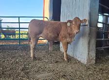 Registered Limousin Heifer