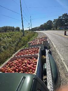 hunting apples - Photo 2