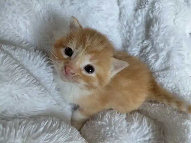 Beautiful Kittens -Ready Soon!