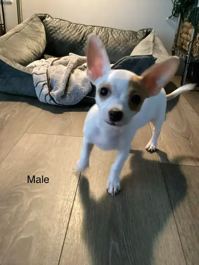 Adorable Chihuahua Puppies