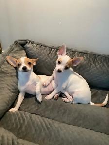 Adorable Chihuahua Puppies - Photo 3