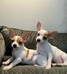 Adorable Chihuahua Puppies - Photo 4