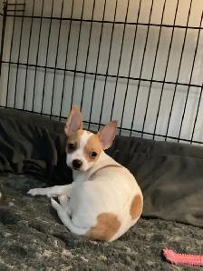 Adorable Chihuahua Puppies - Photo 6