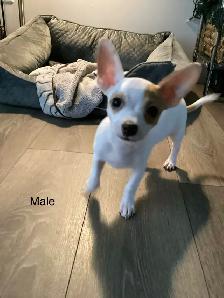 Adorable Chihuahua Puppies