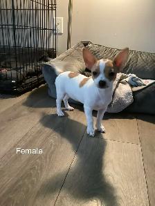 Adorable Chihuahua Puppies - Photo 2