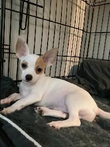 Adorable Chihuahua Puppies - Photo 5
