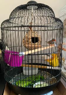 For Sale:  Zebra Finches