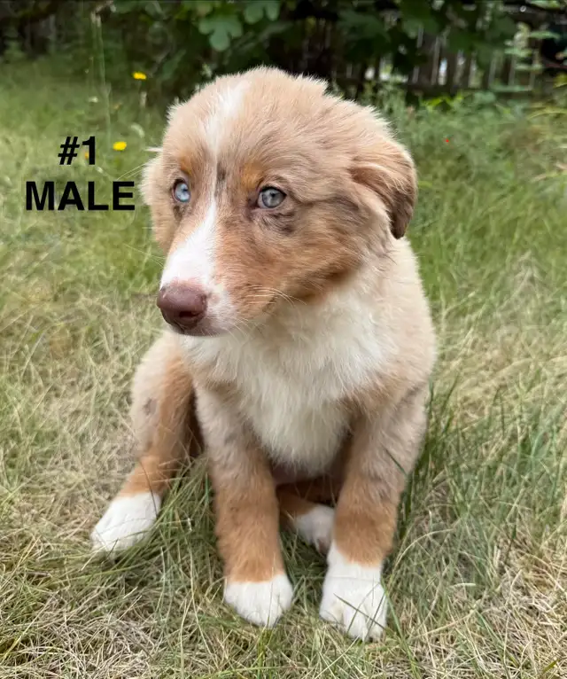 Cute border collie x Australian shepherd puppies