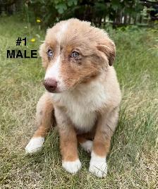 Cute border collie x Australian shepherd puppies