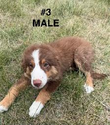 Cute border collie x Australian shepherd puppies - Photo 2