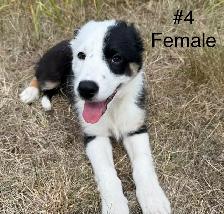 Cute border collie x Australian shepherd puppies - Photo 3