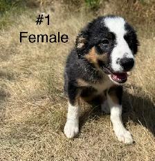 Cute border collie x Australian shepherd puppies - Photo 4