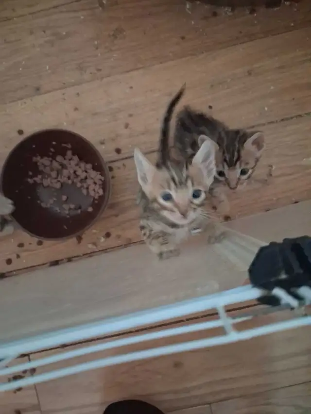 chaton bengal pure race