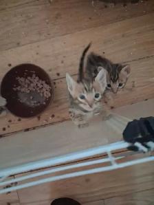 chaton bengal pure race