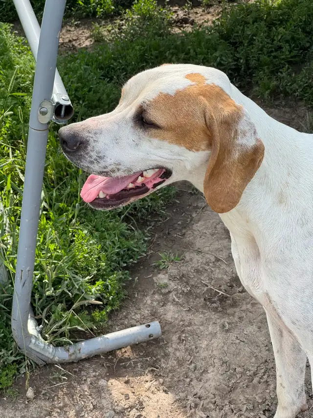 1 year old English Pointer