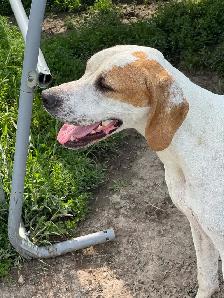 1 year old English Pointer