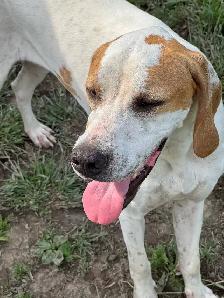 1 year old English Pointer - Photo 2