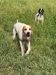 1 year old English Pointer - Photo 3