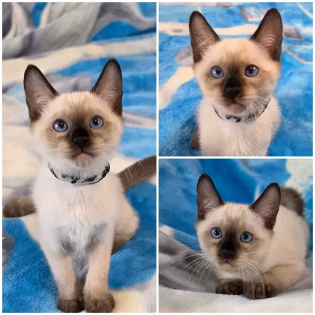 Siamese Kittens