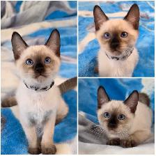Siamese Kittens