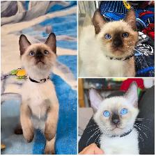 Siamese Kittens - Photo 2