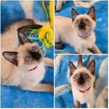 Siamese Kittens - Photo 3