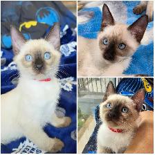 Siamese Kittens - Photo 4