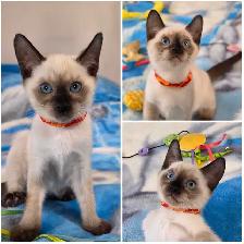 Siamese Kittens - Photo 5