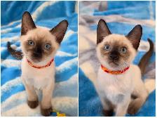 Siamese Kittens - Photo 6