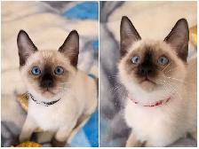 Siamese Kittens - Photo 7
