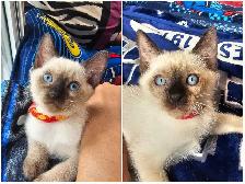 Siamese Kittens - Photo 8
