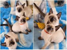 Siamese Kittens - Photo 9