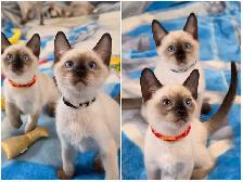 Siamese Kittens - Photo 10