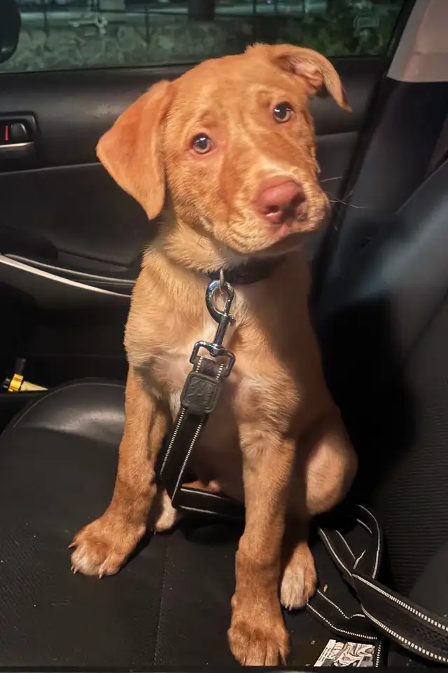 Beautiful 14-Week-Old Labrador × German Shepherd Mix