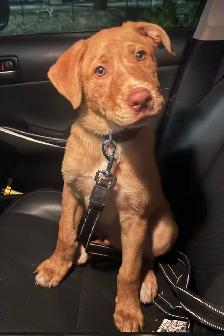Beautiful 14-Week-Old Labrador × German Shepherd Mix