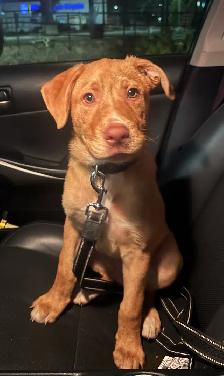 Beautiful 14-Week-Old Labrador × German Shepherd Mix - Photo 2