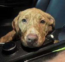 Beautiful 14-Week-Old Labrador × German Shepherd Mix - Photo 3