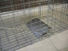 Live Animal (Racoon) Cage Trap, BRAND NEW - Photo 7