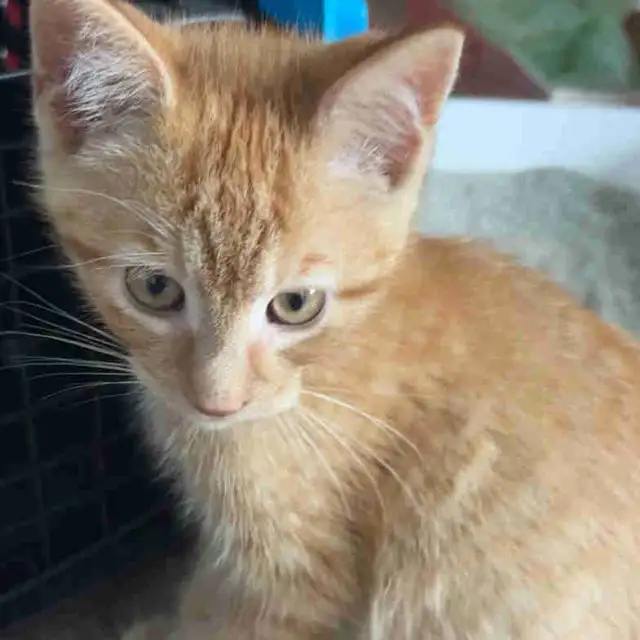 orange tabby kitten for sale
